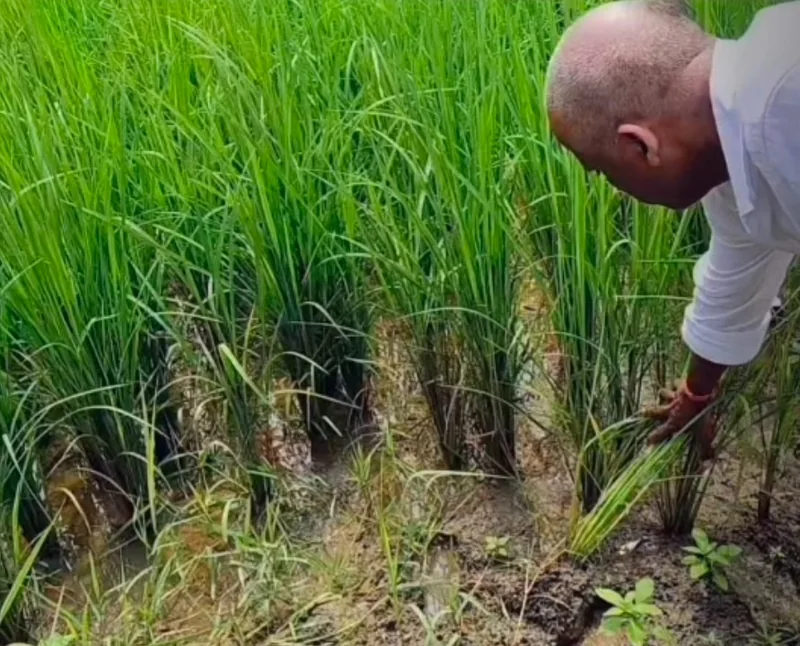 प्राकृतिक खेती अपनाकर आत्मनिर्भरता की मिसाल पेश कर रहे सुरेंद्र पटेल