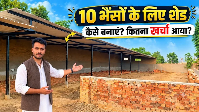 10 भैंसों के लिए शेड कैसे बनाए और इसे बनाने में कितना खर्चा आया
