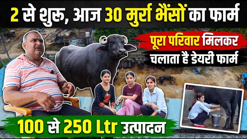 30 मुर्रा भैंसों का डेयरी फार्म | 15 लाख का शेड | रोज ₹6000 की कमाई